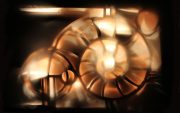 Ammonite-07-scaled