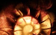 Ammonite-09-scaled