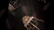 Jellyfish