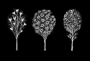 White-Trees-2