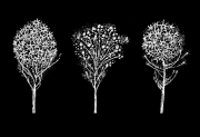 White-Trees